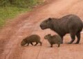 Turismo en Esteros del Iberá: qué hacer si ves un yaguareté