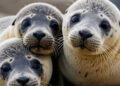 El lado peligroso de la inteligencia artificial detrás de las falsas imágenes de animales