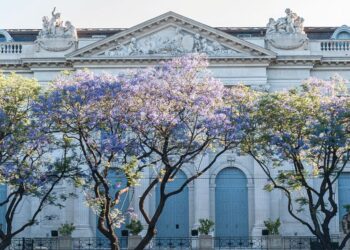 Glorias porteñas: edificios y árboles que invitan a redescubrir la historia urbana
