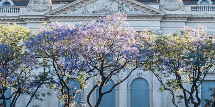 Glorias porteñas: edificios y árboles que invitan a redescubrir la historia urbana