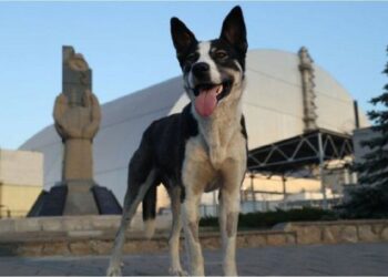 La fauna de Chernóbil, bajo la lupa: los cambios que experimentaron los animales tras el desastre nuclear