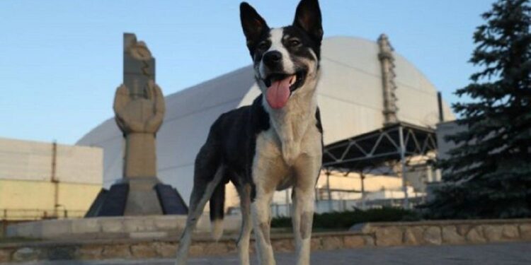 La fauna de Chernóbil, bajo la lupa: los cambios que experimentaron los animales tras el desastre nuclear