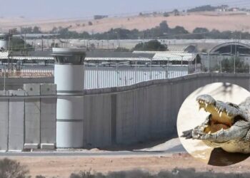 Por maltrato animal: frenan en Israel un proyecto para rodear con cocodrilos una cárcel de presos palestinos