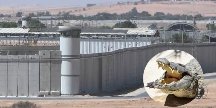 Por maltrato animal: frenan en Israel un proyecto para rodear con cocodrilos una cárcel de presos palestinos