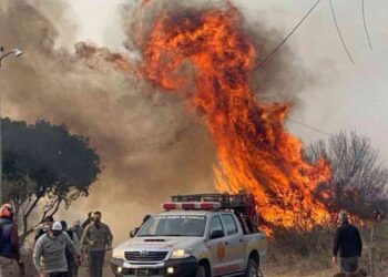 Tres millones de hectáreas quemadas se convirtieron en campos de uso productivo