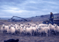 Estrenos de la semana: documentales sobre Malvinas y Fito Páez y “Pepita la pistolera”
