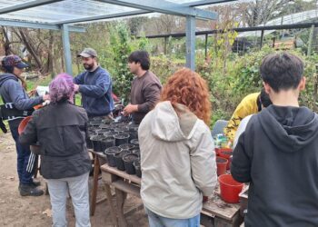 La Facultad de Agronomía de la UBA producirá sauce criollo para preservar su patrimonio genético