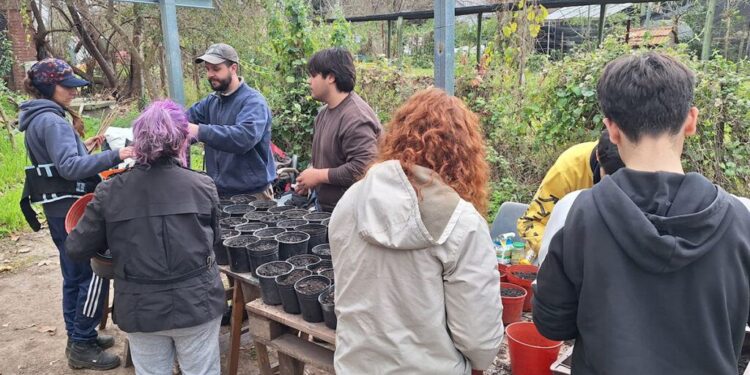 La Facultad de Agronomía de la UBA producirá sauce criollo para preservar su patrimonio genético
