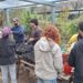 La Facultad de Agronomía de la UBA producirá sauce criollo para preservar su patrimonio genético