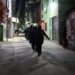 Operativo “Tormenta Negra”: la farsa del orden y la violación constitucional como marketing político