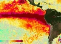Preocupación para productores: se espera que “El Niño” alcance la categoría de “muy fuerte” a partir de octubre
