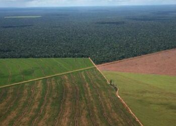Tierras bonaerenses: la Justicia ordenó al Gobierno Nacional preservar los registros de los campos en manos extranjeras