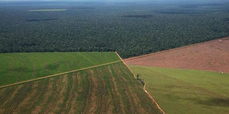 Tierras bonaerenses: la Justicia ordenó al Gobierno Nacional preservar los registros de los campos en manos extranjeras